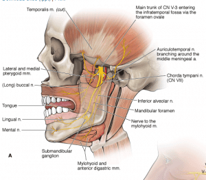 Muscle supplied by Mandibular Nerve  (*) MAIN MEDIA ( medial pterygoid )  TENSE i.e those supplied by Main branch