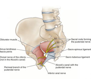 bilateral pudendal nerve block